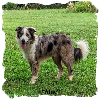 ABCA sable merle male Border Collie out of working stock